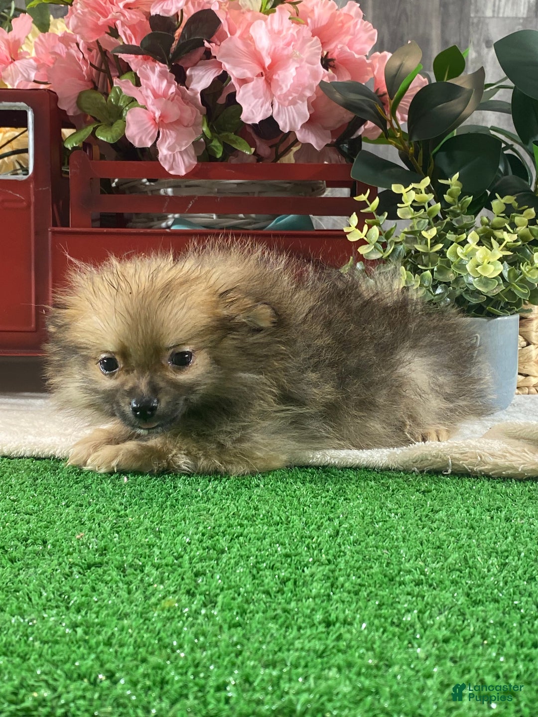 Pomeranian dogs for sale: Prince - Ad 2