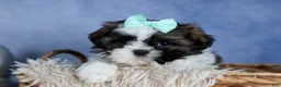 Shih Tzu dogs for sale: HANNAH - Ad 2
