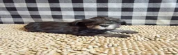 Miniature Schnauzer dogs for sale: Sam - Ad 7