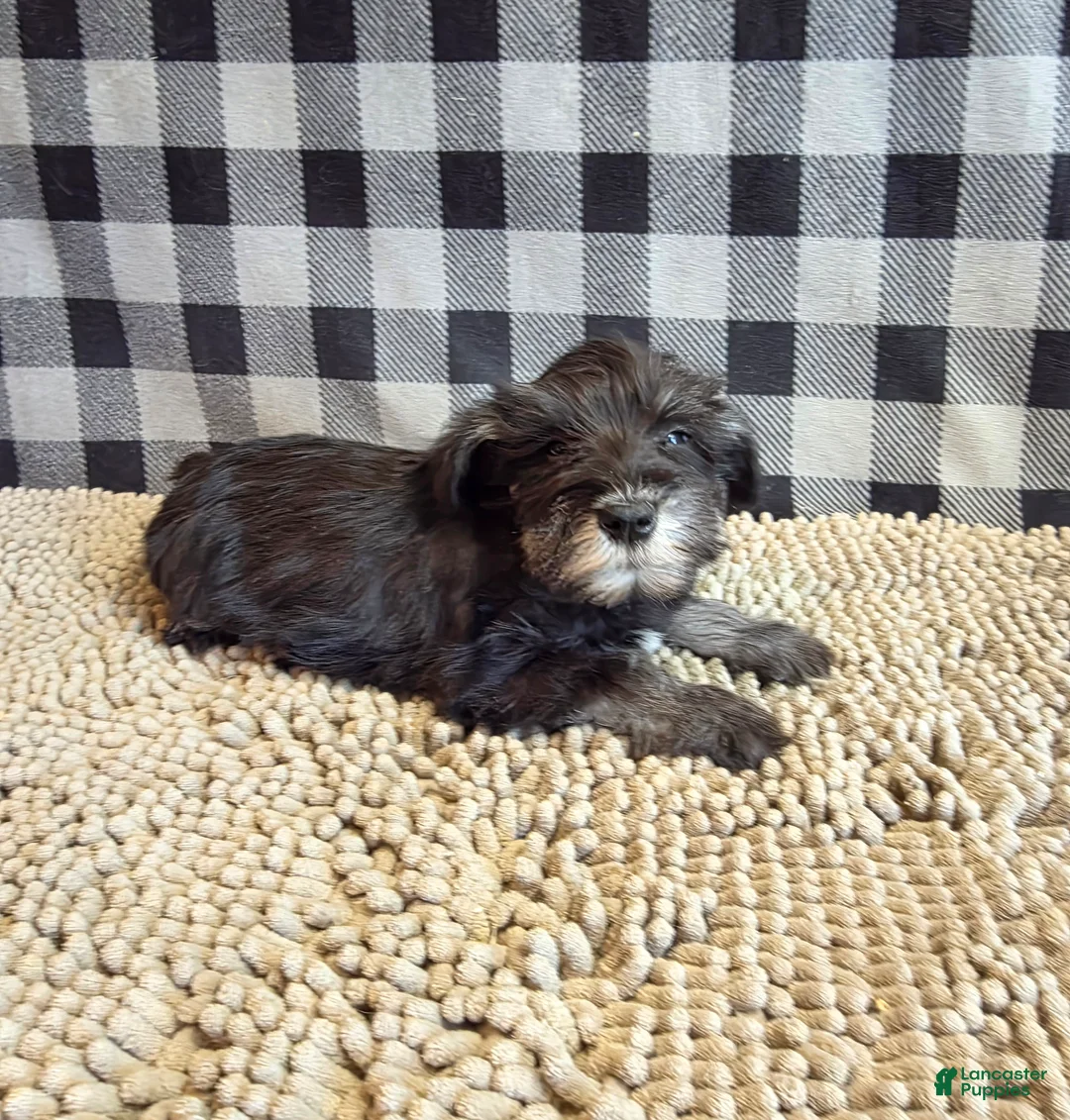 Miniature Schnauzer dogs for sale: Sam - Ad 7