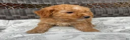 Miniature Poodle dogs for sale: 1 Chucky - Ad 7