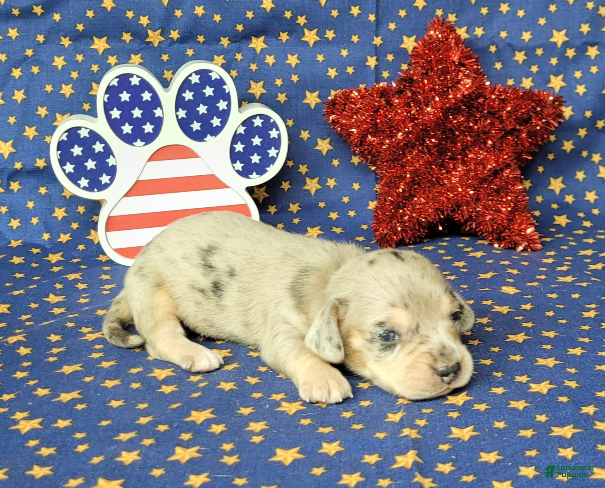 Miniature Dachshund dogs AKC Lexi Dapple female - Ad 19