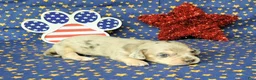 Miniature Dachshund dogs for sale: AKC Lexi Dapple female - Ad 1