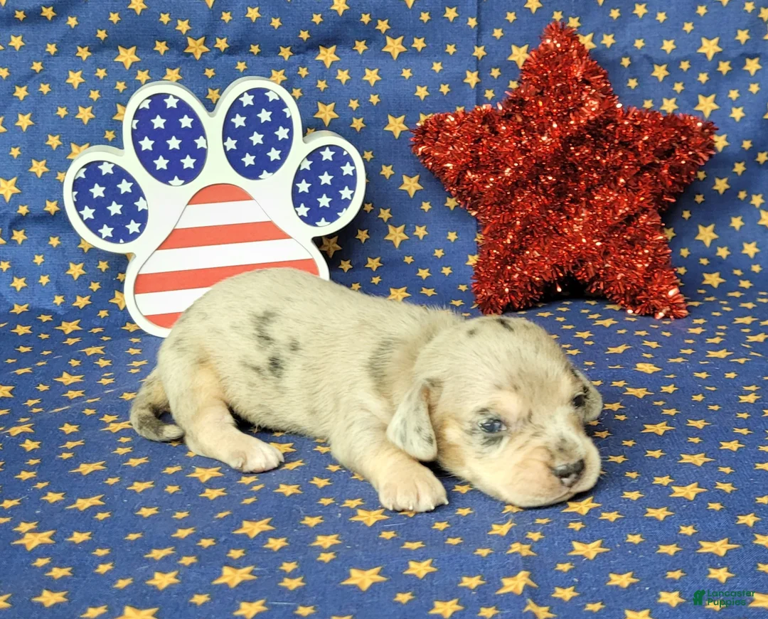 Miniature Dachshund dogs for sale: AKC Lexi Dapple female - Ad 1