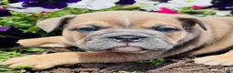 English Bulldog dogs for sale: Solo  - Ad 3