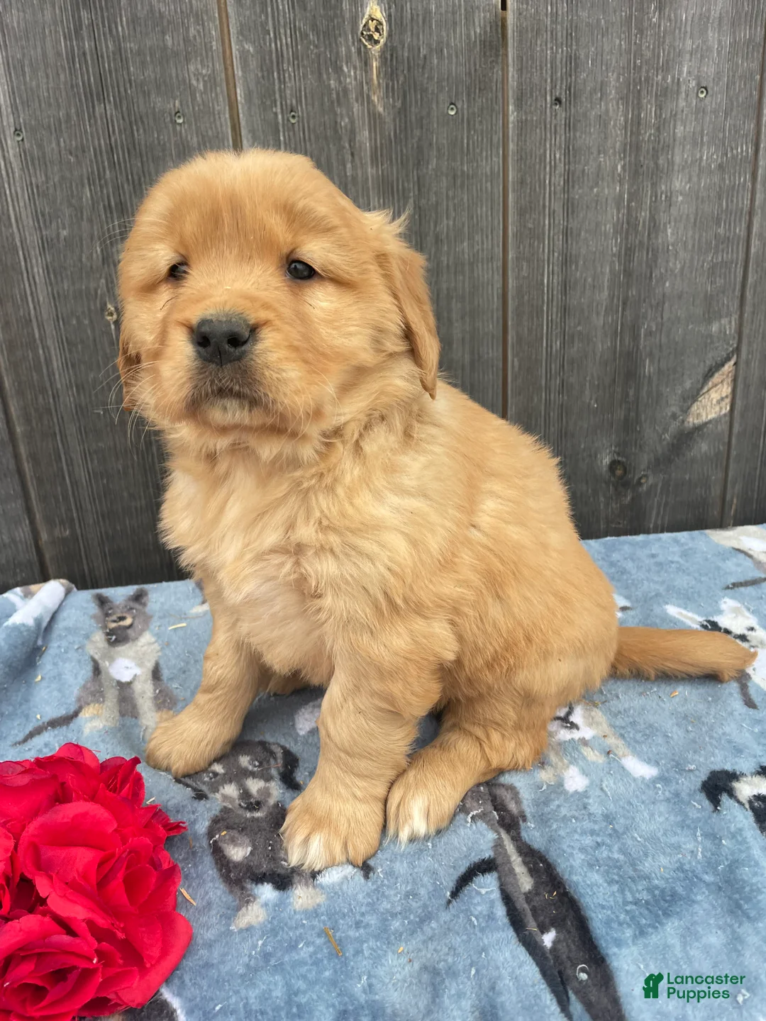 Golden Retriever dogs for sale: Lucy - Ad 4
