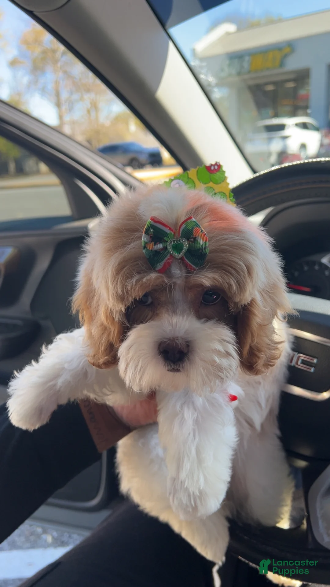 Cavapoo dogs for sale: Cavapoo Puppy 1 - Ad 2