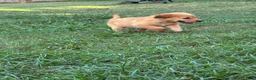 Golden Retriever dogs for sale: Jasmine - Ad 4