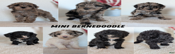 Mini Bernedoodle dogs for sale: Vince - Ad 9