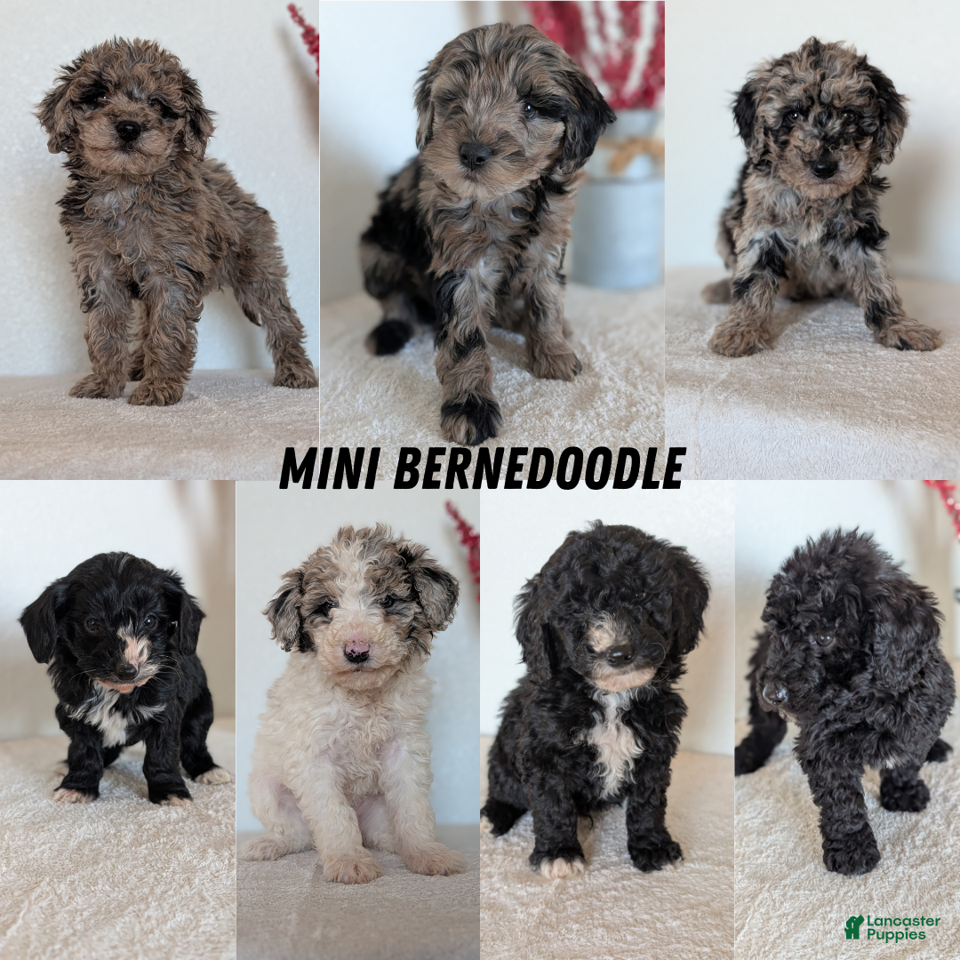 Mini Bernedoodle dogs for sale: Vince - Ad 9