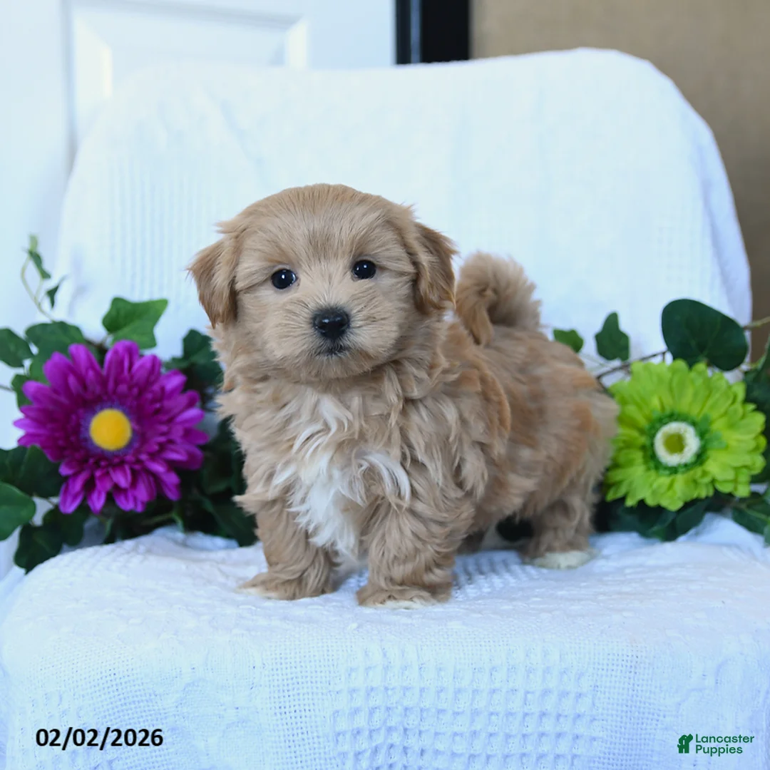 Maltipoo dogs for sale: Hershey - Ad 2