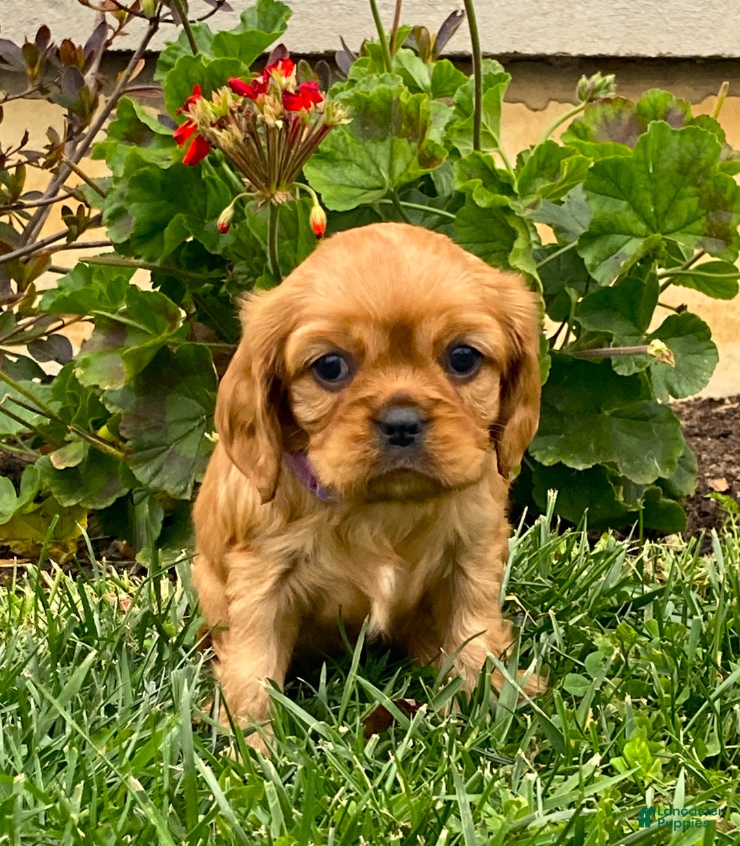Cavalier King Charles Spaniel dogs for sale: Rosie - Genetic Tested Parents - Ad 5