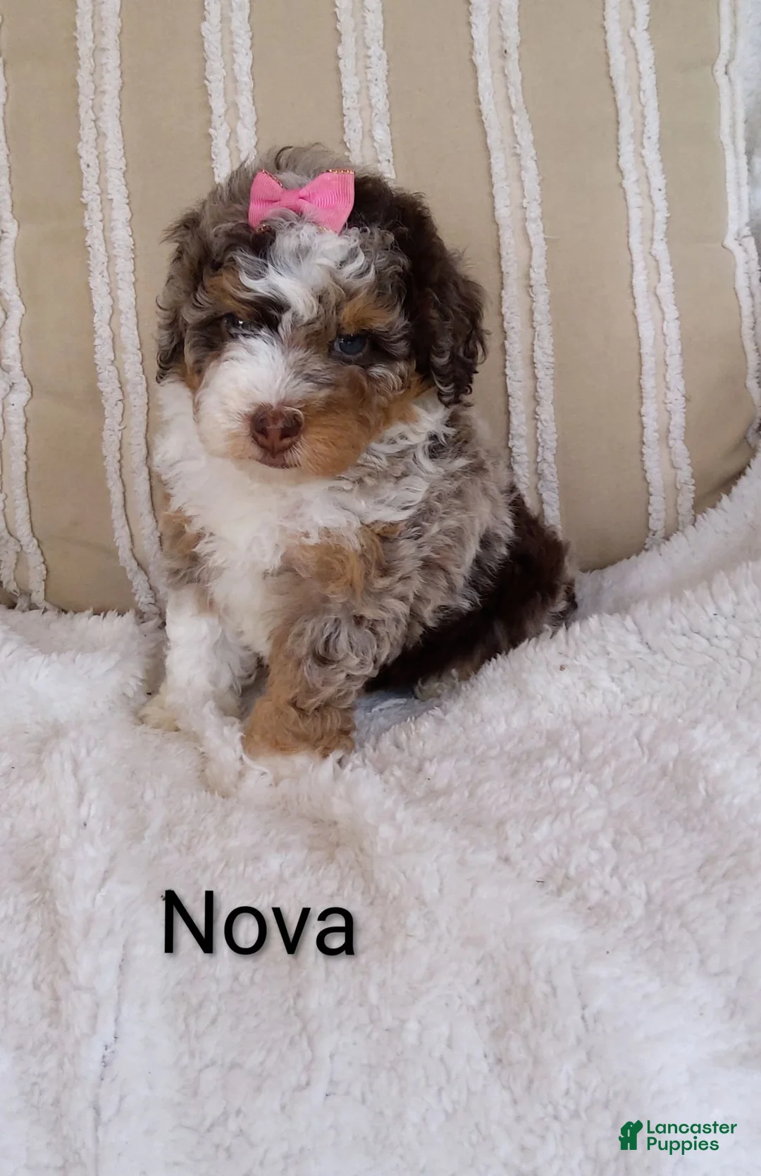 Mini Bernedoodle dogs for sale: Mini Bernedoodle 4 - Ad 2