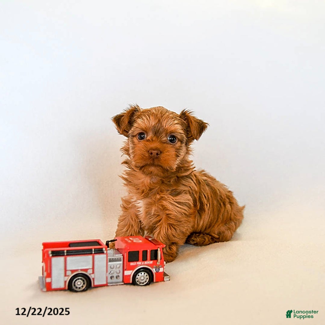 Yorkshire Terrier dogs for sale: Jo jo - Ad 4