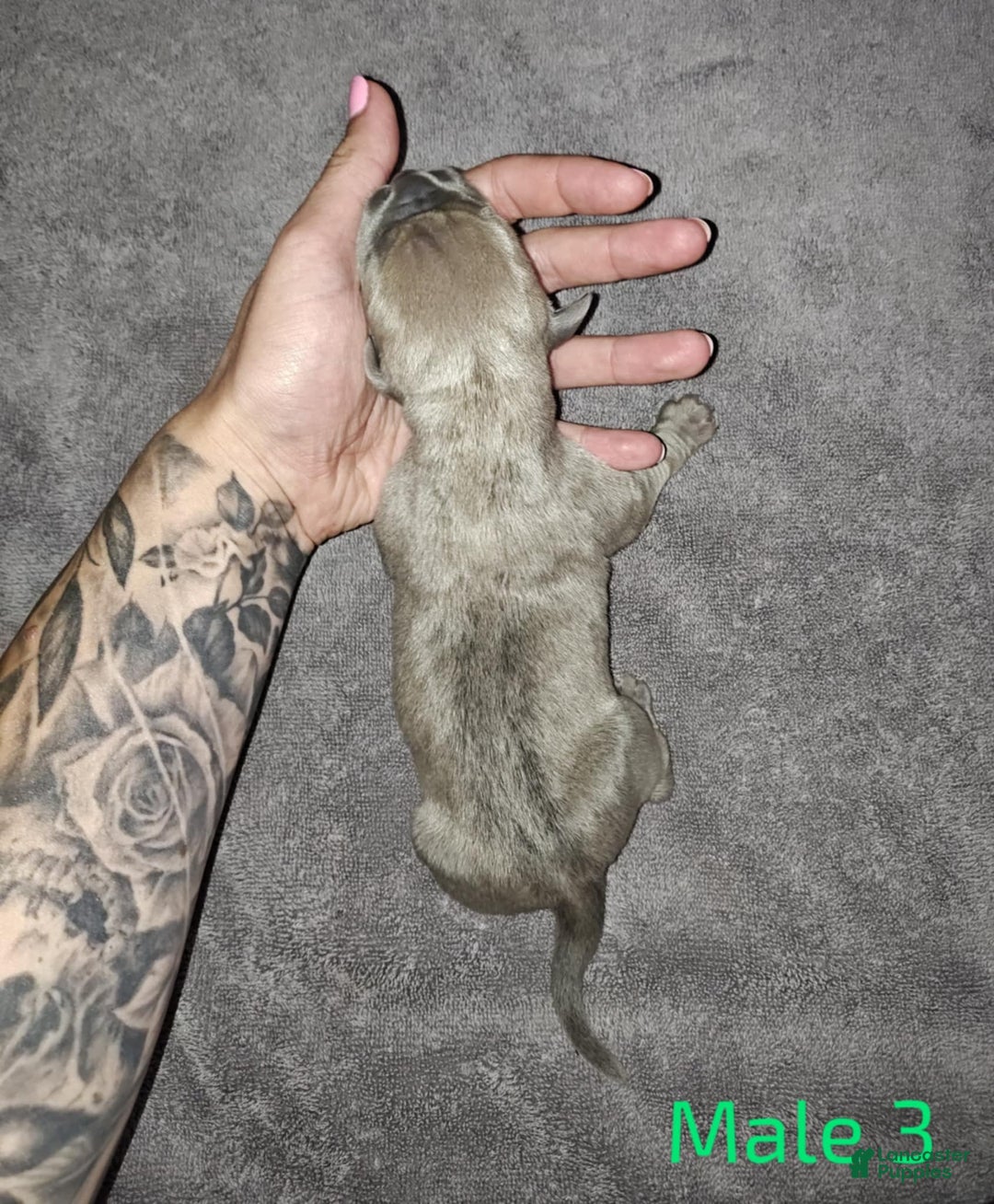 Cane Corso dogs for sale: Cane Corso Puppy 3 - Navy - Ad 7