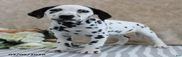 Dalmatian dogs for sale: Hendrix - Ad 2