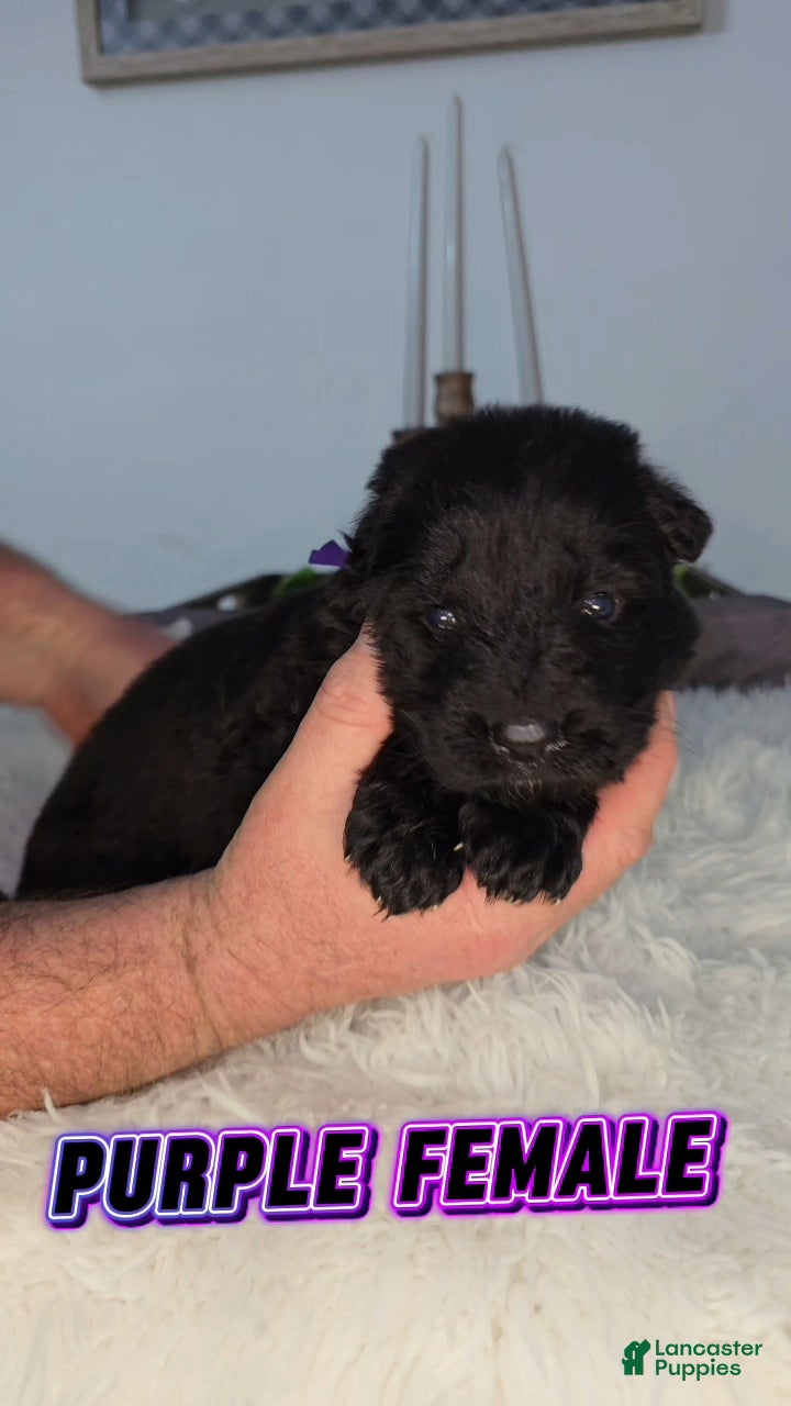 German Shepherd dogs Solid Black long hair Female Purple  - Ad 1