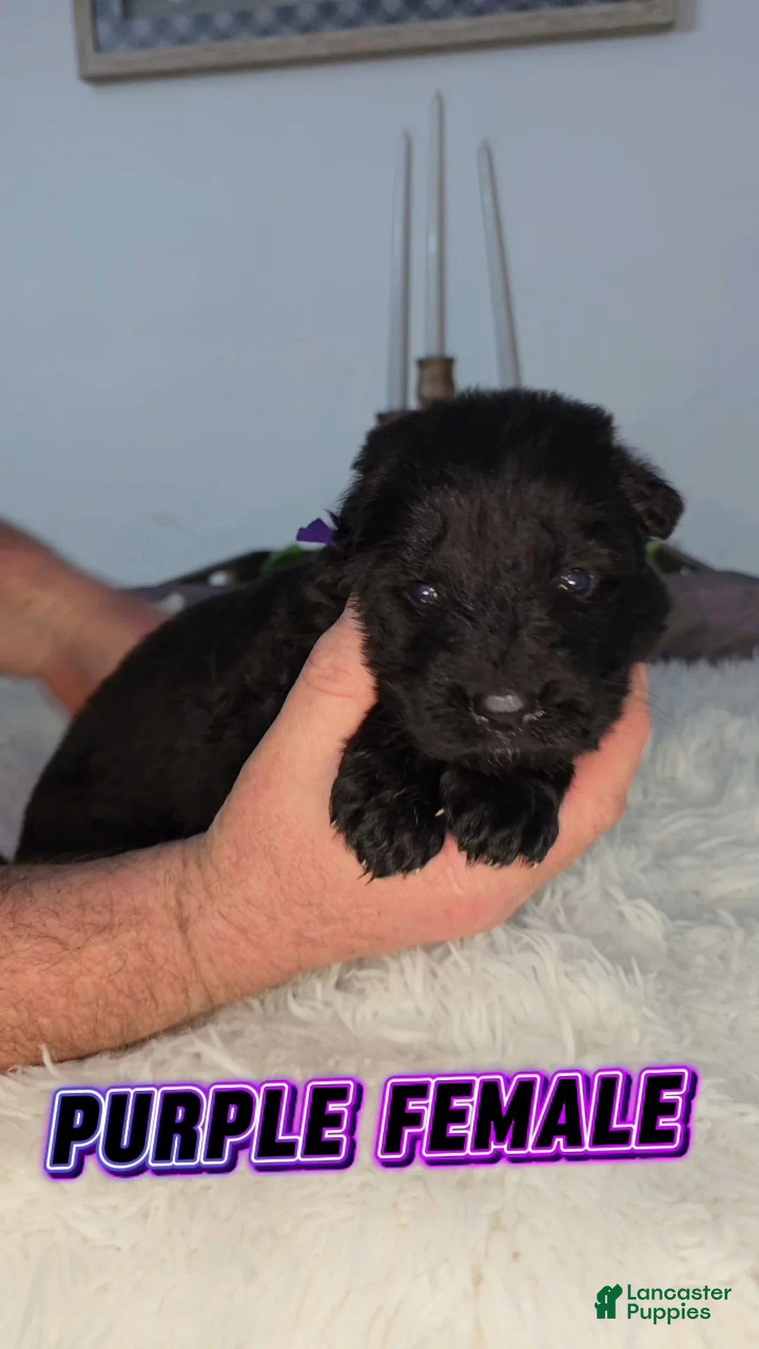 German Shepherd dogs for sale: Solid Black long hair Female Purple  - Ad 1