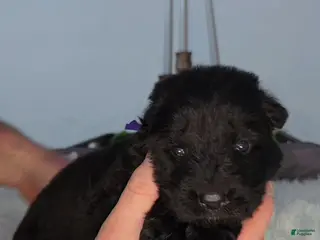 German Shepherd dogs for sale: Solid Black long hair Female Purple - Ad 1