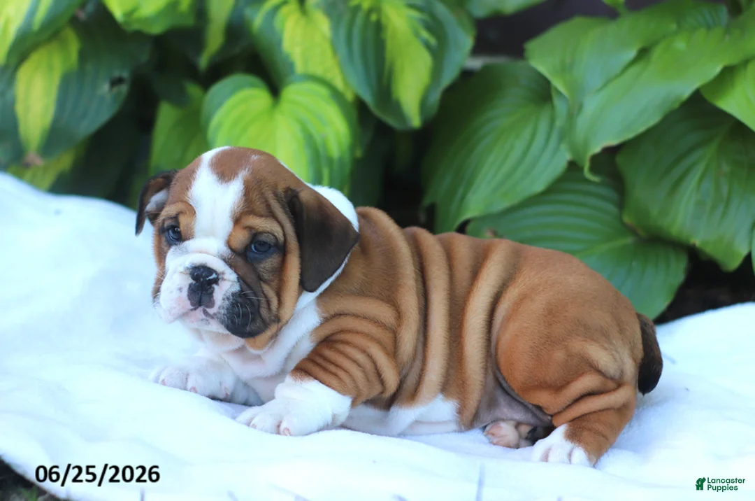 English Bulldog dogs for sale: Reba - Ad 2