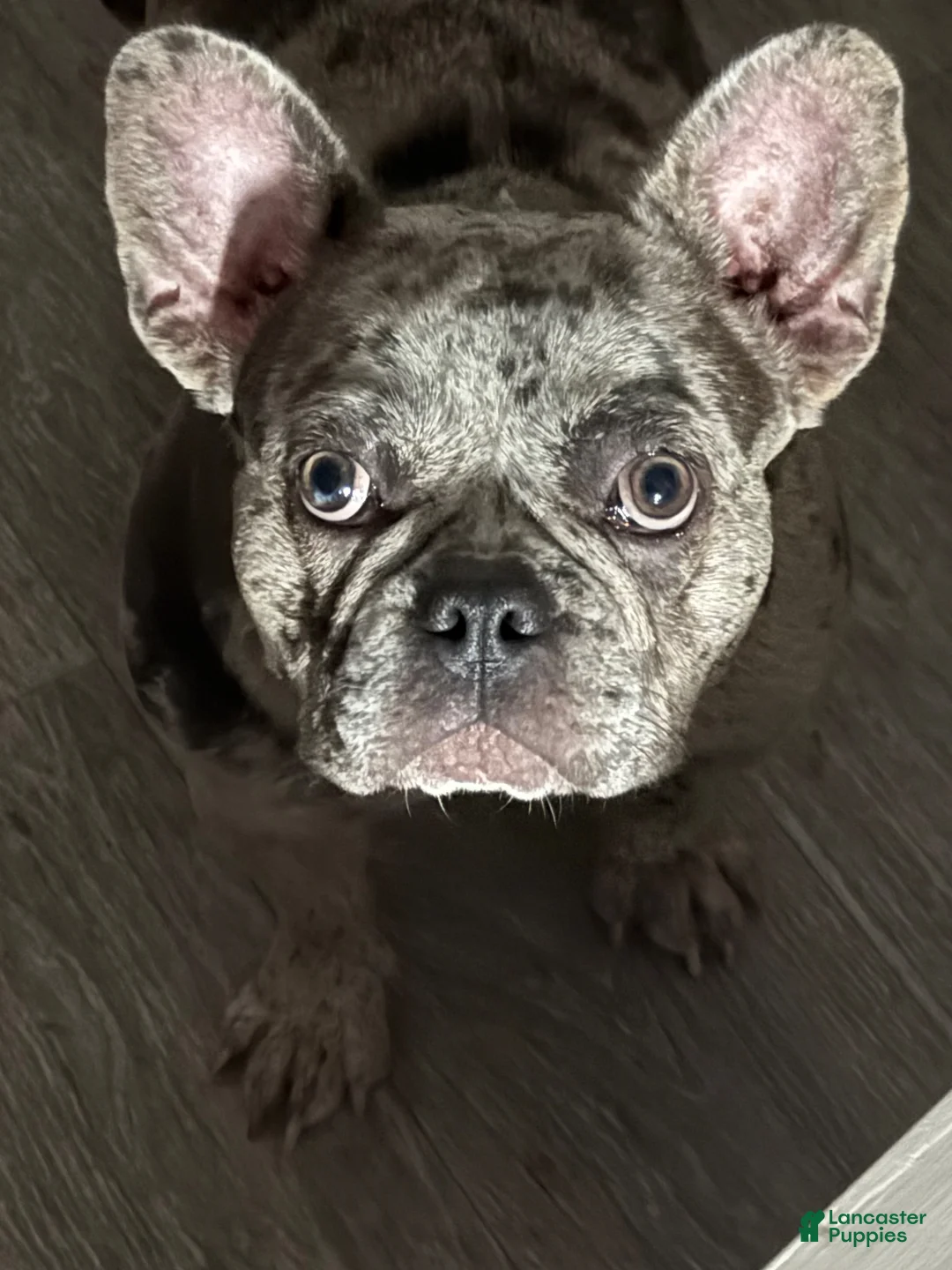 French Bulldog dogs for sale: Male frenchie - Ad 2