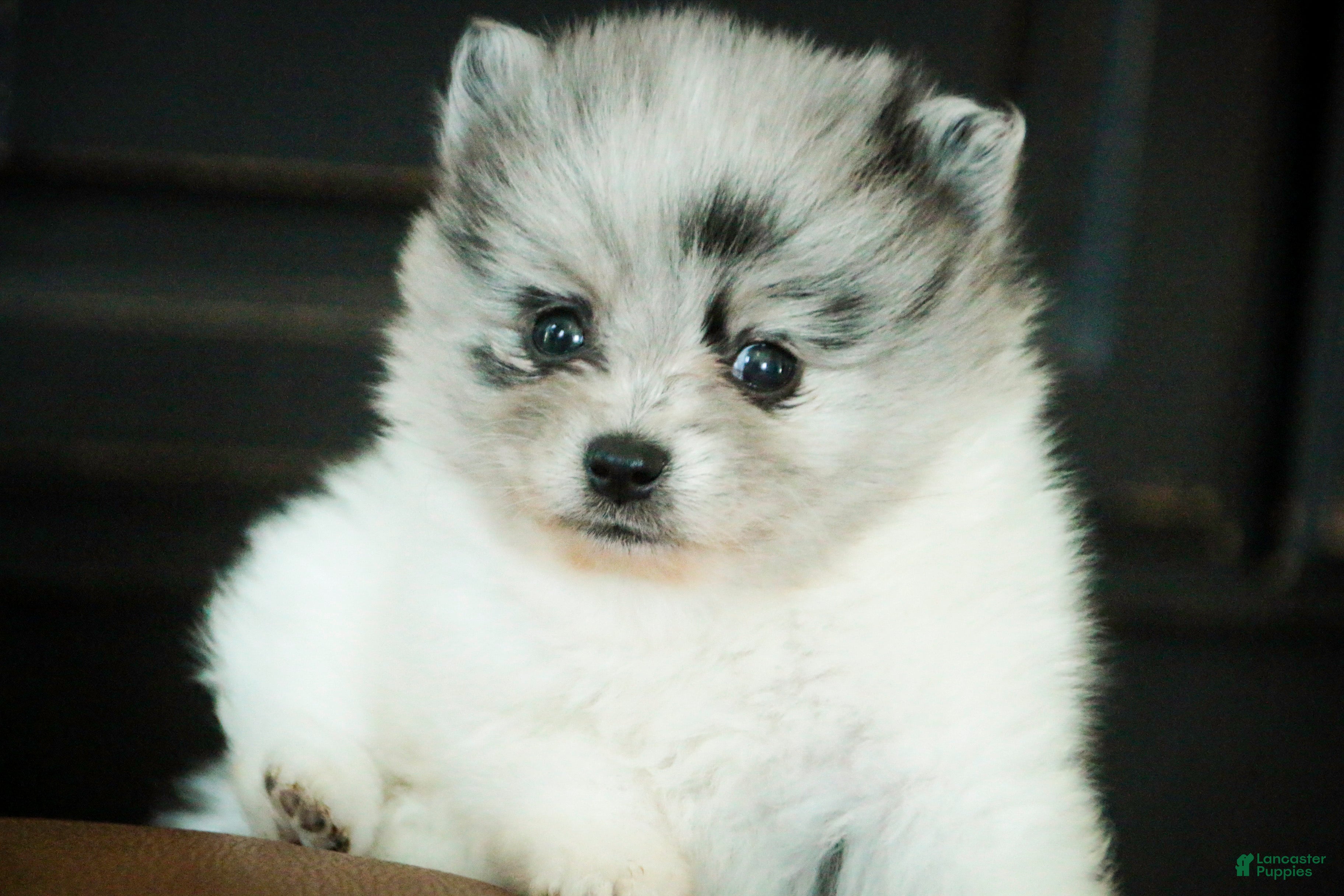 Pomeranian dogs Pomeranian Puppy 1 - Ad 2