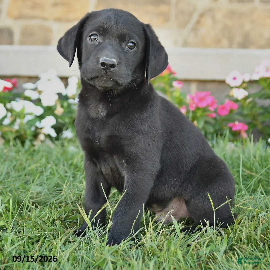 Labrador Retriever dogs for sale: Griffin - Ad 3