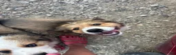 Mixed Breed dogs for sale: Rambo - Ad 5