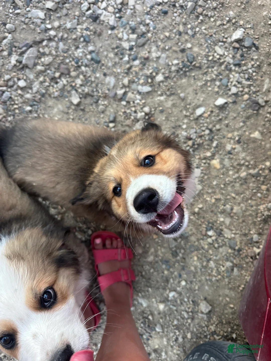 Mixed Breed dogs for sale: Rambo - Ad 5