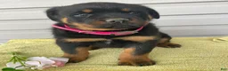 Rottweiler dogs for sale: Dozer - Ad 3