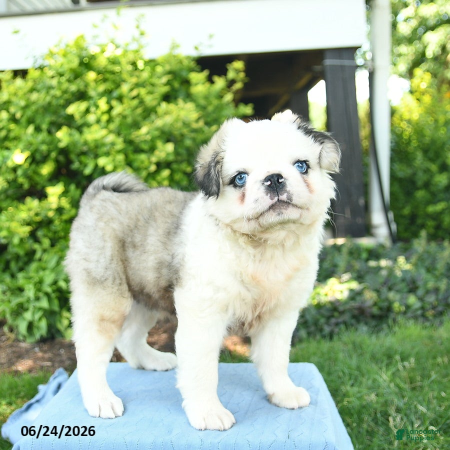 Pug dogs Shadow  - Ad 1
