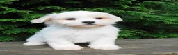 Teddy Bear dogs for sale: Twilight  - Ad 1
