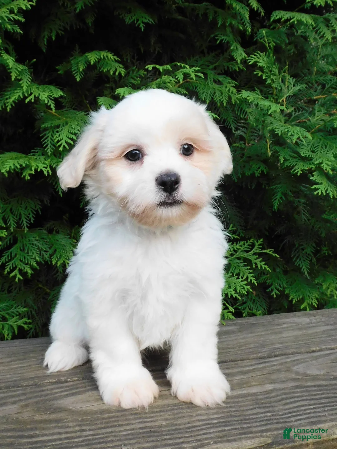 Teddy Bear dogs for sale: Twilight  - Ad 1