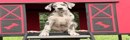 Great Dane dogs for sale: Petunia Great Dane  - Ad 3