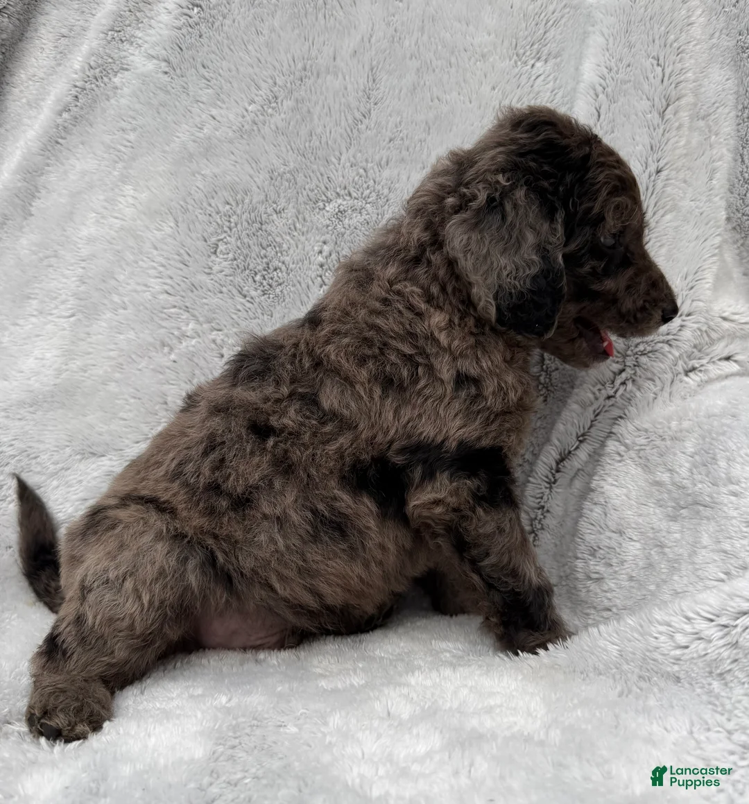 Goldendoodle dogs for sale: Riley - Ad 2