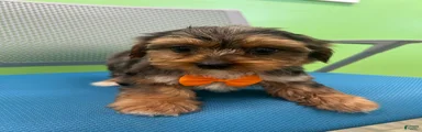 Yorkshire Terrier Puppy 3