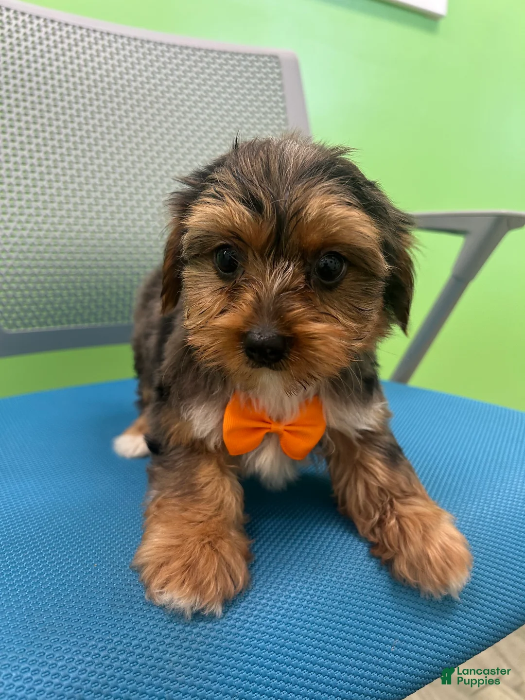 Yorkshire Terrier dogs for sale: Yorkshire Terrier Puppy 3 - Ad 1