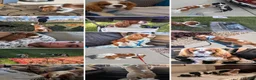 Cavalier King Charles Spaniel dogs for stud: Prince Philip Mountbarking Windsor  - Ad 10