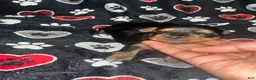 Yorkiepoo dogs for sale: Buster  - Ad 5