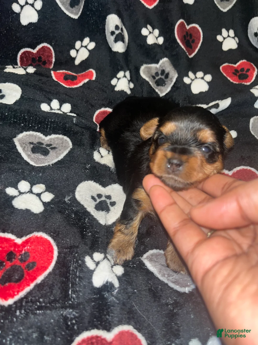 Yorkiepoo dogs for sale: Buster  - Ad 5
