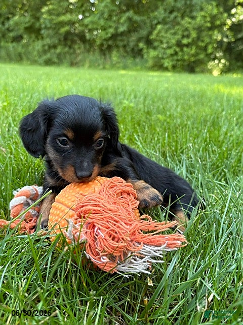 Dachshund dogs Loki - Ad 2