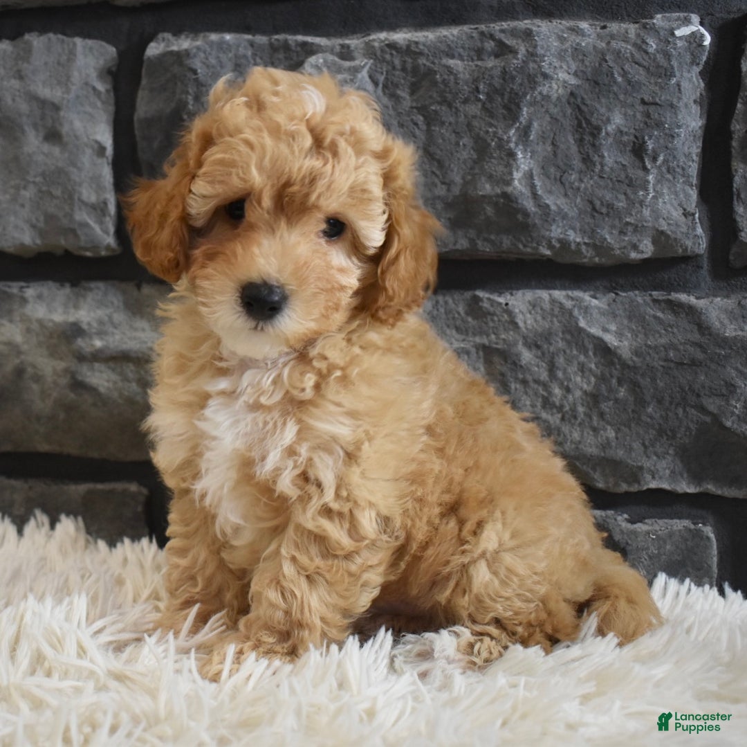 Toy Poodle dogs for sale: Milo - Ad 2