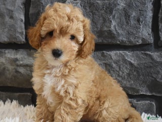 Toy Poodle dogs Milo - Ad 19