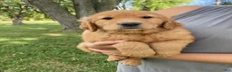 Golden Retriever dogs for sale: Mellow Yellow - Ad 1