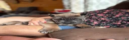 Cane Corso dogs for sale: Cane Corso Puppy 4 - Ad 4