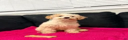Mini Goldendoodle dogs for sale: Mini Goldendoodle Puppy 2 - Ad 3