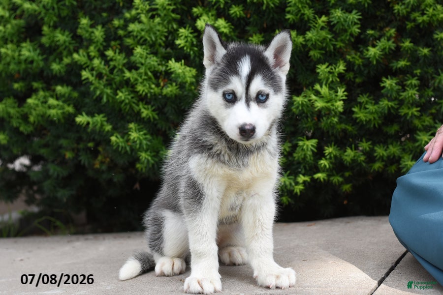 Siberian Husky dogs Glenda - Ad 1