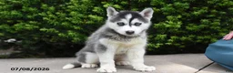 Siberian Husky dogs for sale: Glenda - Ad 1