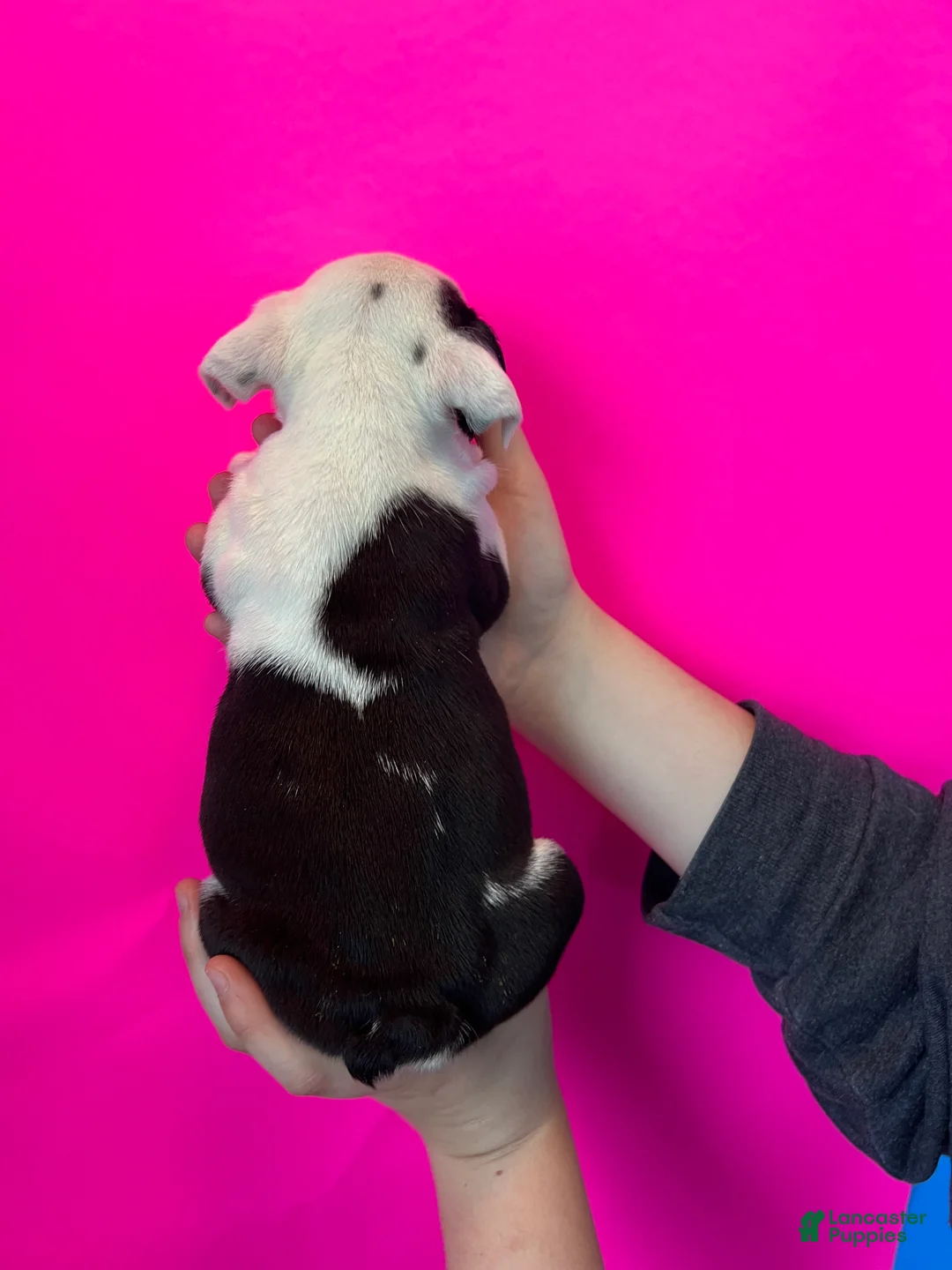 English Bulldog dogs for sale: Bayla (Black Tri) - Ad 4