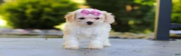 Cavapoo dogs for sale: Maisie - Ad 2